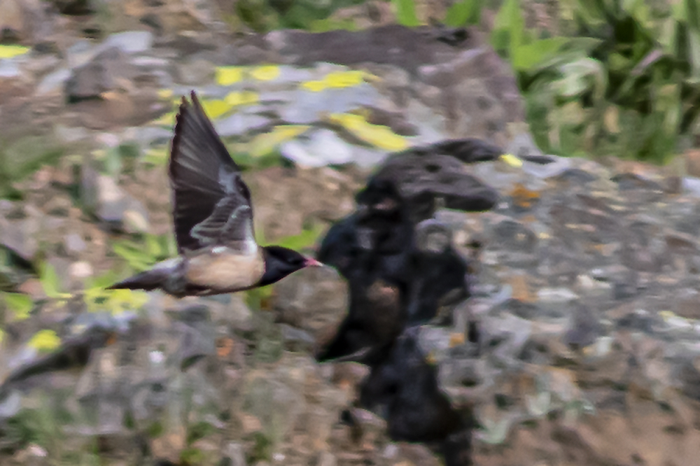 Rosy Starling